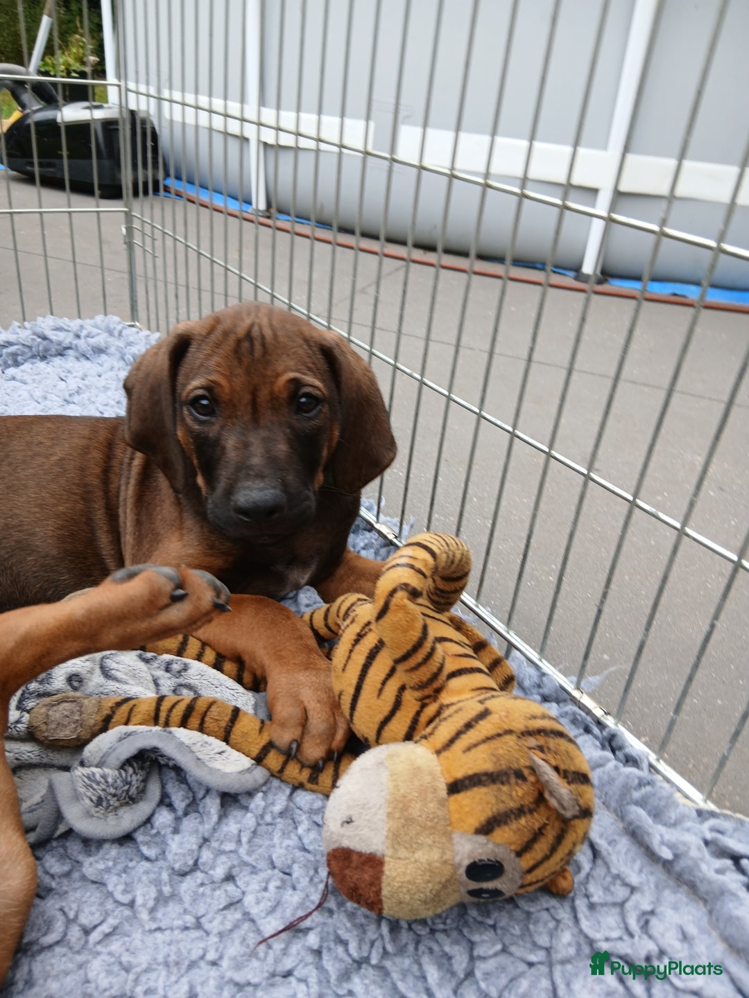 Rhodesian Ridgeback honden te koop: Super schattige Rhodesian Ridgeback pups te koop! in Sint-Michielsgestel - Afbeelding 17