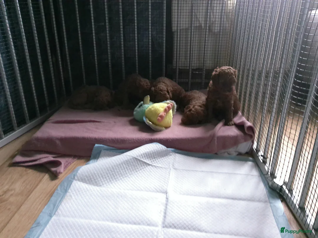 Poedel honden te koop: Toypoedel pups / dwergpoedel pups - Advertentie 2