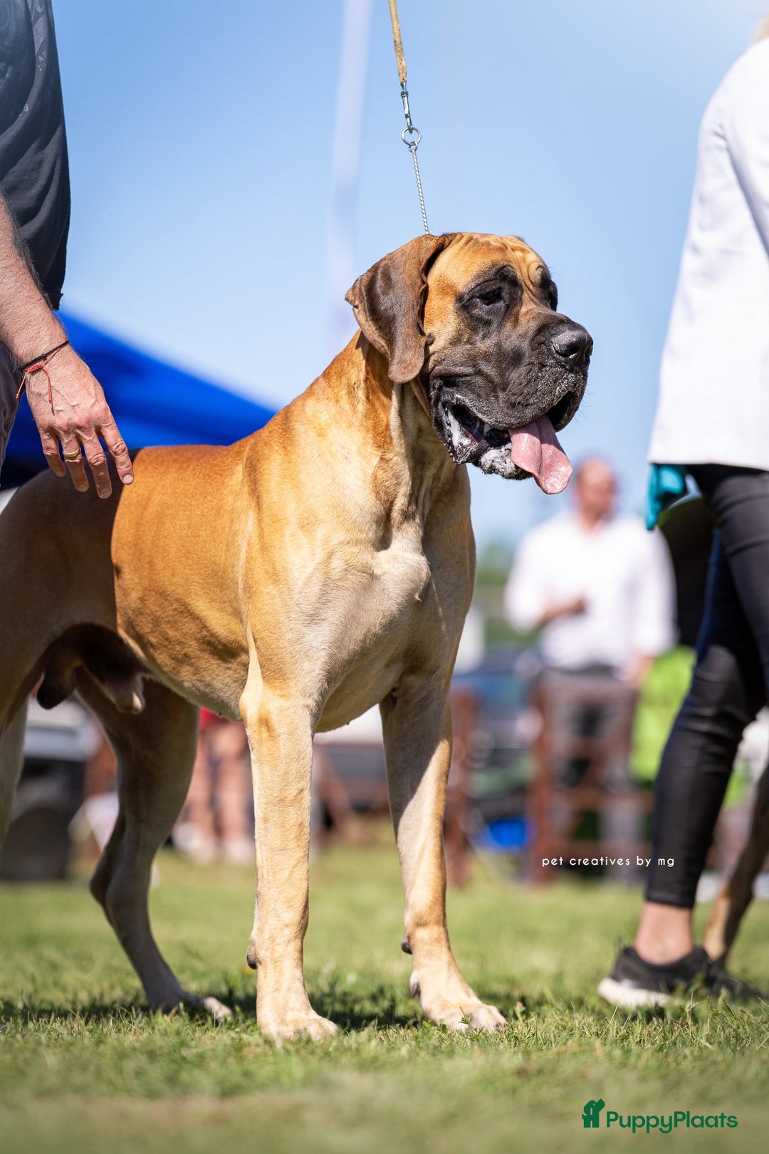 Duitse Dog honden te koop: Verwacht Duitse dog pups  - Afbeelding 10