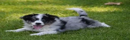 Australian Shepherd honden te koop: Knappe Miniature American Shepherd (MAS) pups - Advertentie 4