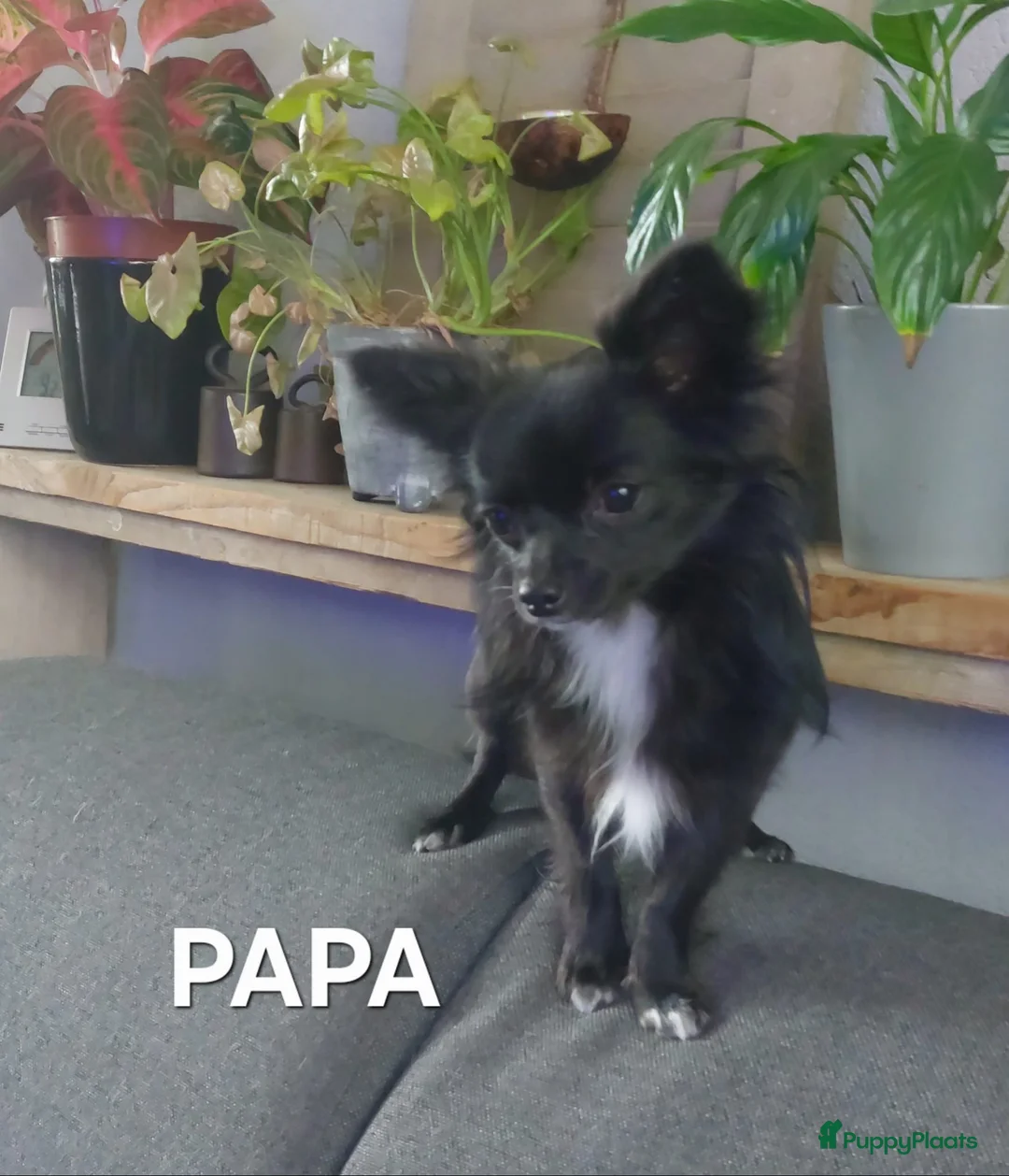 Chihuahua honden te koop: raszuivere chihuahua puppy's - Advertentie 6