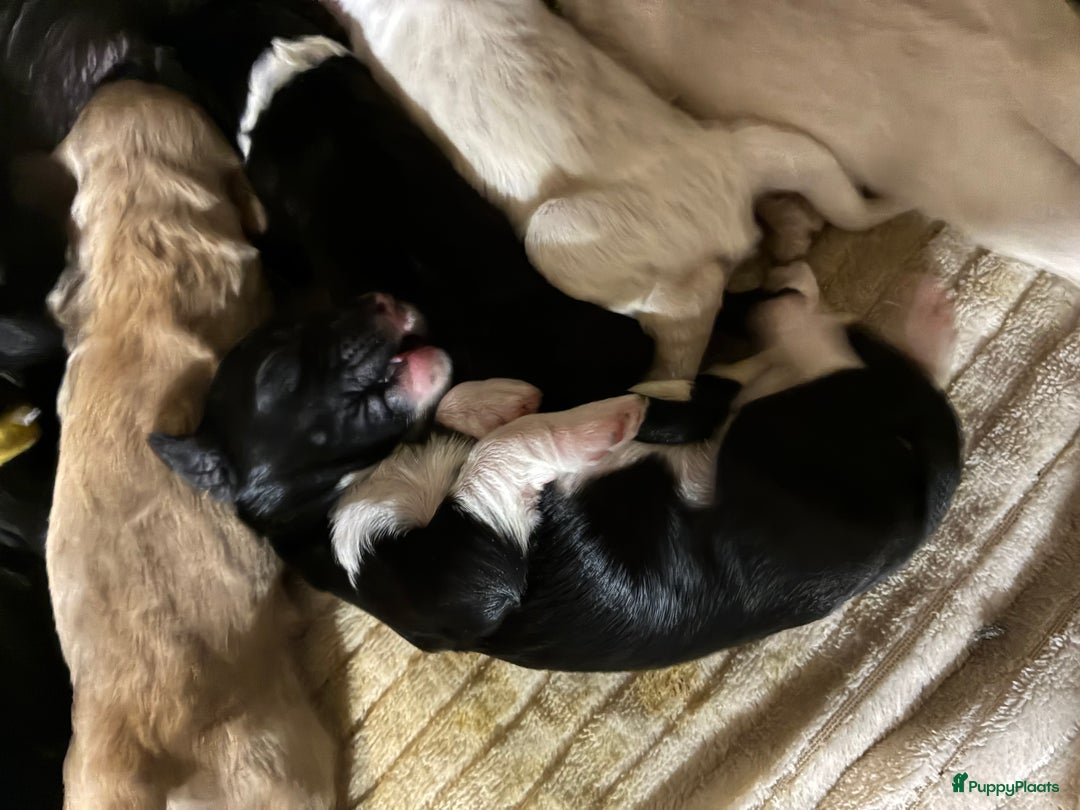 Barbet honden te koop: Barbet puppy’s geboren - Advertentie 36