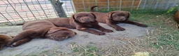 Labrador Retriever honden te koop: Raszuivere bruine labrador pups  - Advertentie 30