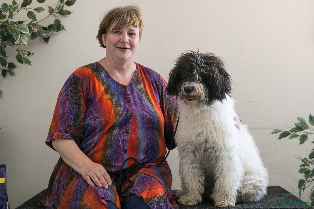 Galerij afbeelding {{count}}