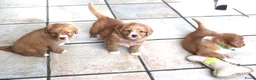 Nova Scotia Duck Tolling Retriever honden te koop: Prachtige nova scotia duck tolling retriever pups - Advertentie 12