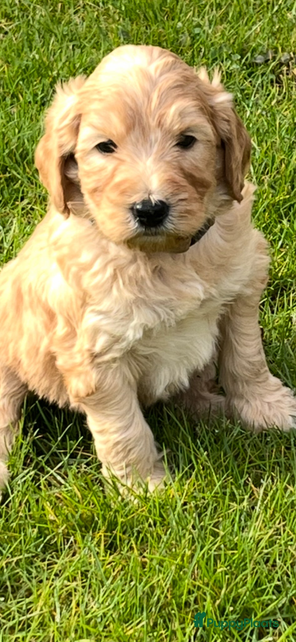 Kruising honden Nog 1 labradoodle reutje mag het nest verlaten  - Advertentie 1