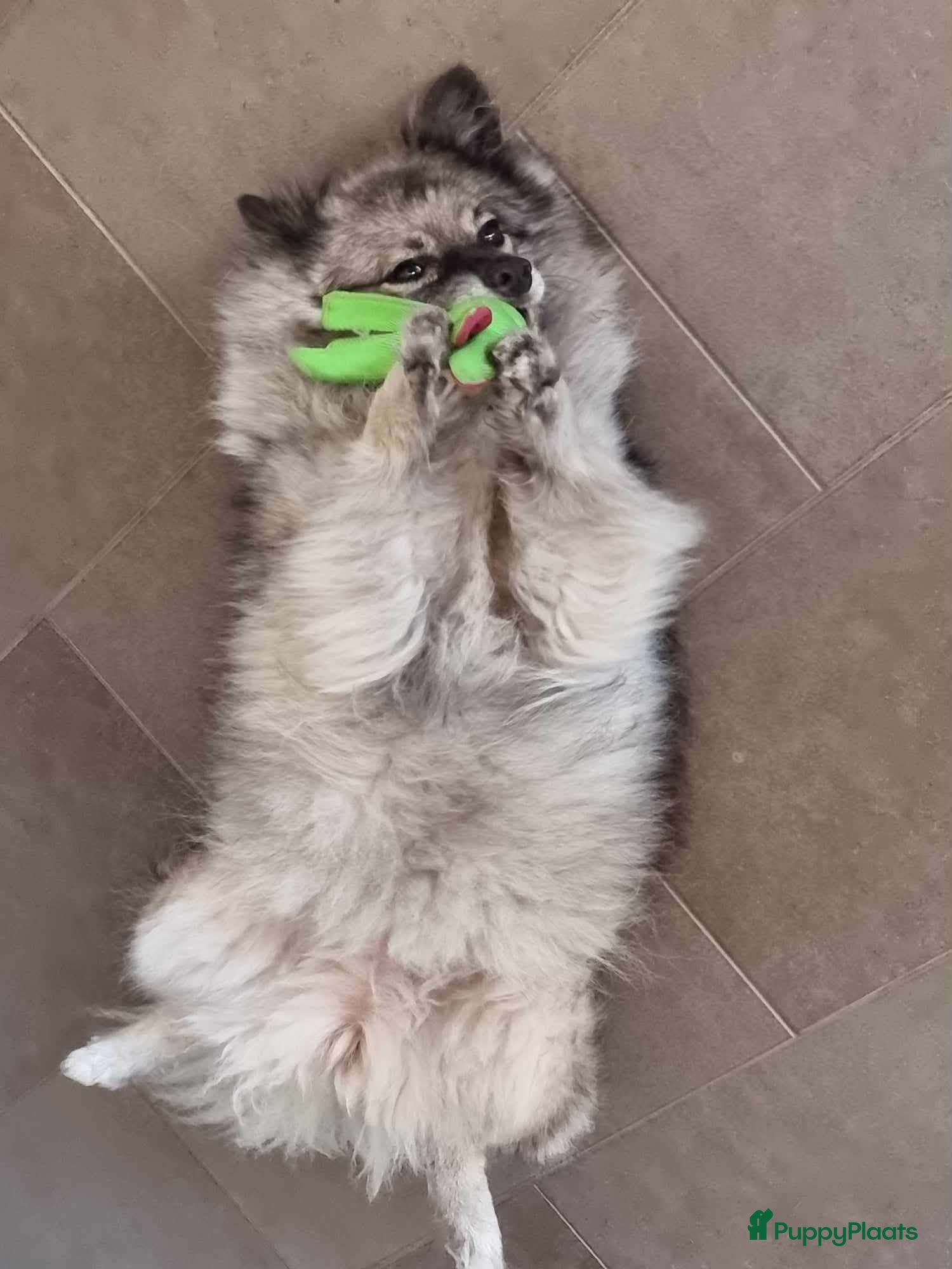 Keeshond honden ter adoptie: Keeshond teef gesterliseerd - Advertentie 1