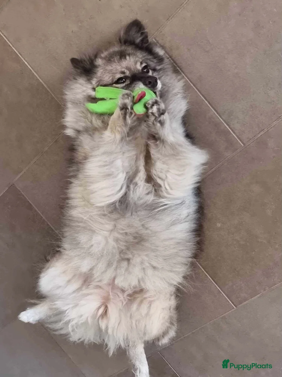 Keeshond honden ter adoptie: Keeshond teef gesterliseerd - Advertentie 1