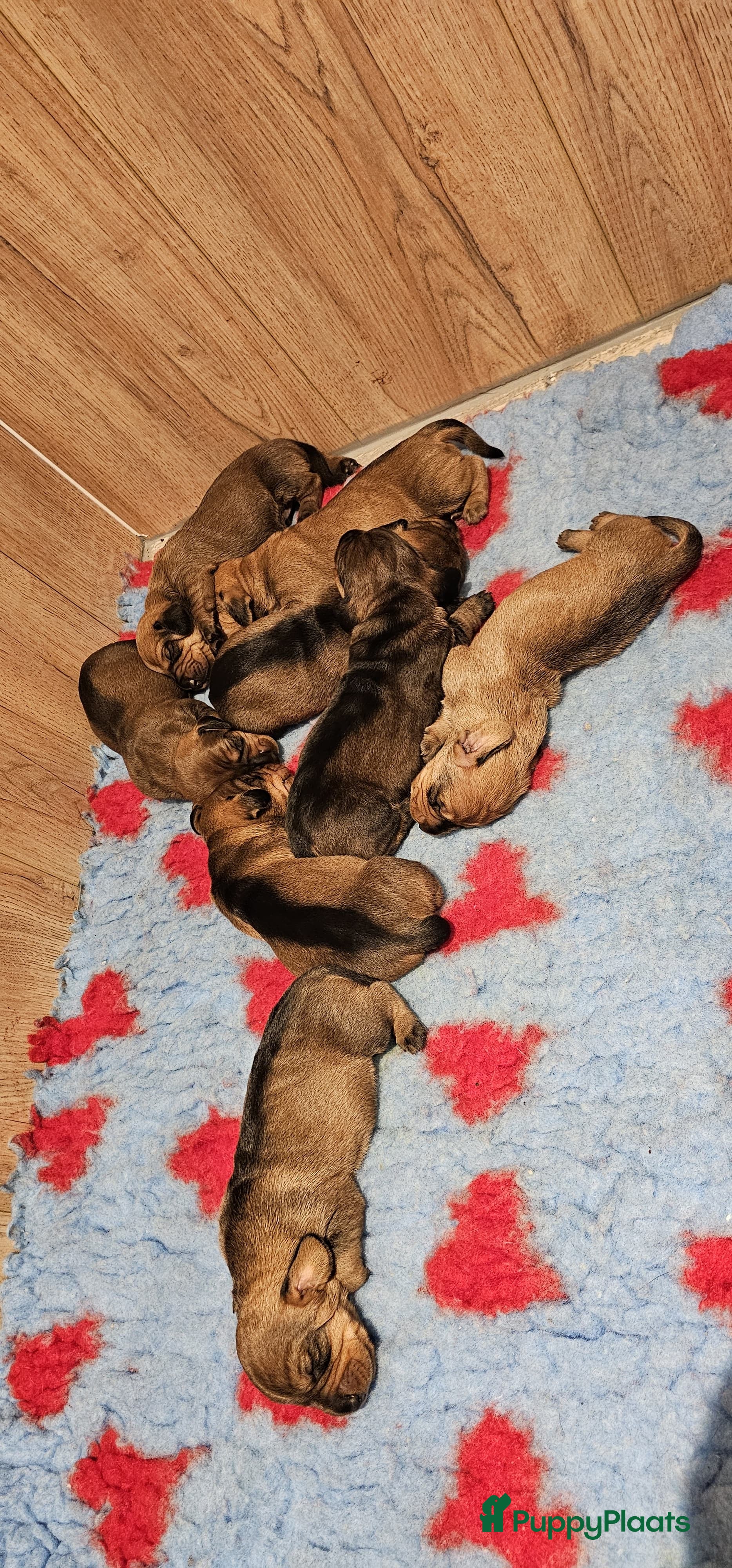 Ruwhaar Teckel honden Ruwhaar standaard teckel - Advertentie 1