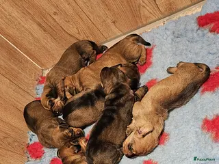 Ruwhaar Teckel honden Ruwhaar standaard teckel - Advertentie 1