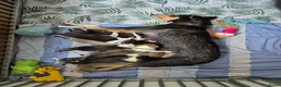 Schotse Herdershond korthaar honden te koop: Schotse herdershond korthaar pups - Advertentie 31