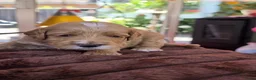 Australian Labradoodle honden te koop: Prachtig nestje Australian Labradoodles  - Advertentie 8