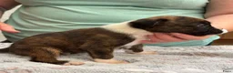 Boxer honden te koop: Mooie boxer pups in Baarle-Nassau - Advertentie 13