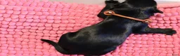 Nederlandse Schapendoes honden te koop: Mooie schapendoespups beschikbaar - Advertentie 6