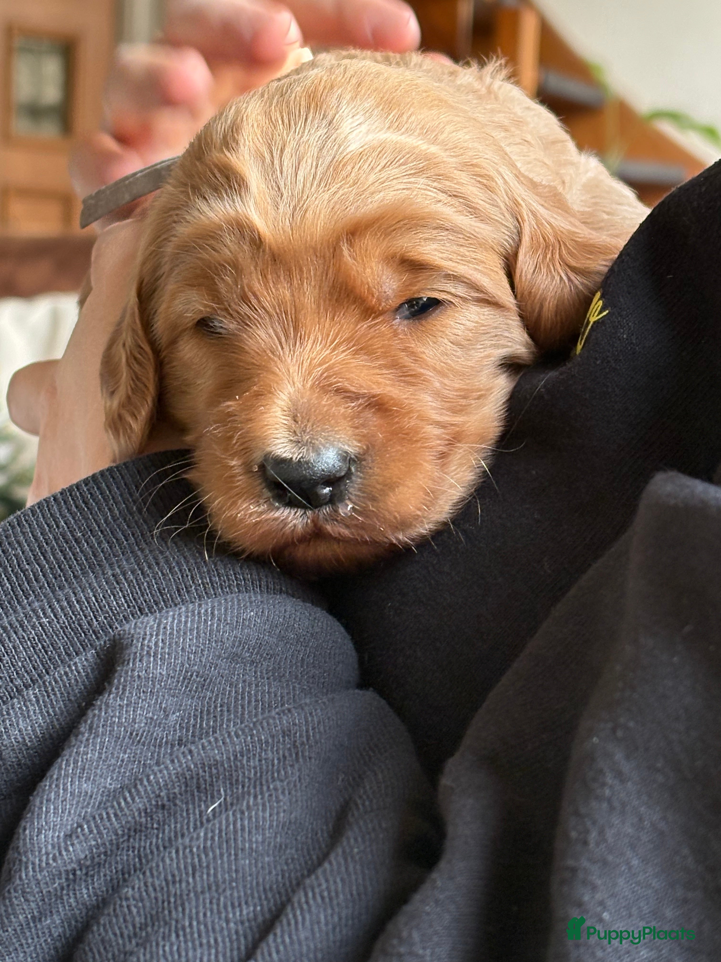Goldendoodle honden Prachtige Irish Golden Doodle pups  - Advertentie 10
