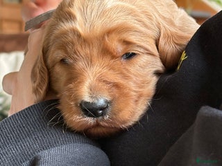 Goldendoodle honden Prachtige Irish Golden Doodle pups - Advertentie 1