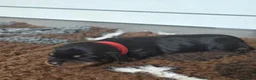 Ruwhaar Teckel honden te koop: Standaard Ruwharige Teckelpups met FCI stamboom  - Advertentie 18