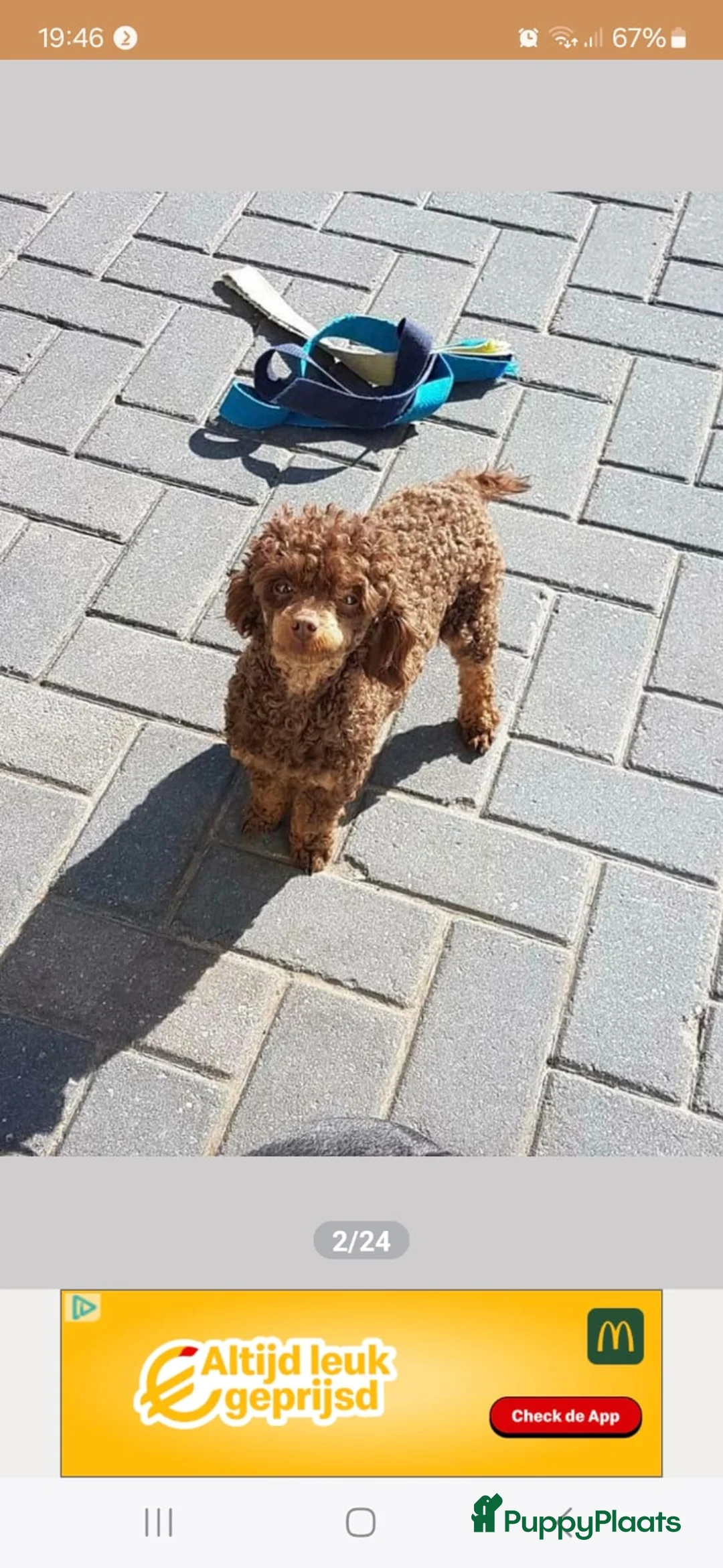 Maltipoo honden te koop: Maltipoopup - Advertentie 6