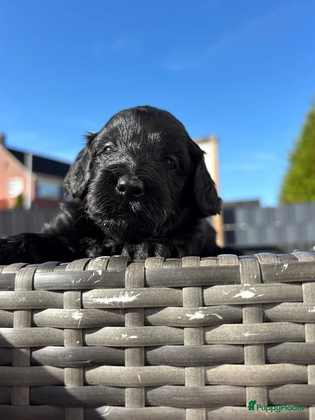 Kruising honden te koop: Doxiepoo zwart teefje  - Advertentie 5