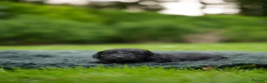 Labradoodle 2