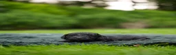 Labradoodle honden te koop: Prachtige multigen Labradoodles - Advertentie 12