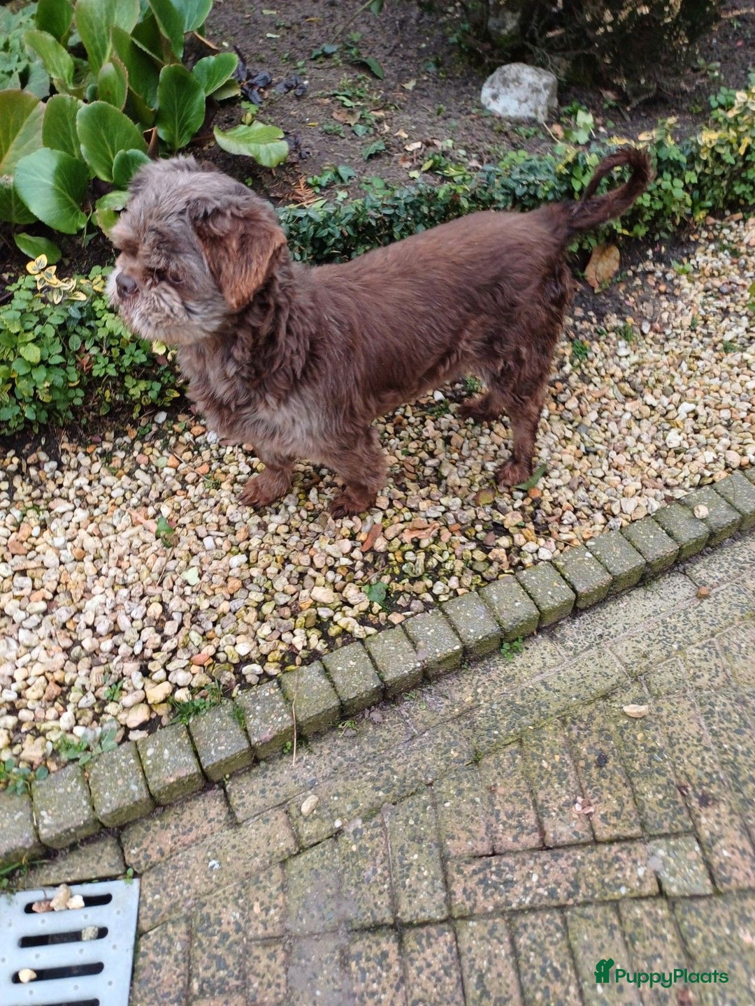 Shih Tzu honden te koop: Lieve leuke raszuiver shih tzu pups  - Advertentie 26