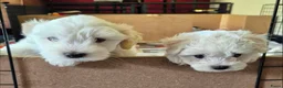 Morkie honden te koop: Zeer mooie witte Morkie pups reutjes in Groningen - Advertentie 8