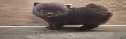 Pomeriaan honden te koop: Prachtige dwergkees/pomeranian pups - Advertentie 3