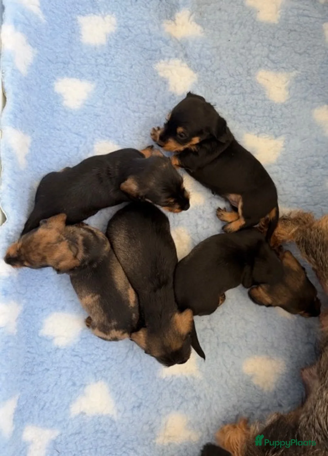 Ruwhaar Teckel honden te koop: Dwerg ruwhaar teckel pups met FCI stamboom - Advertentie 4