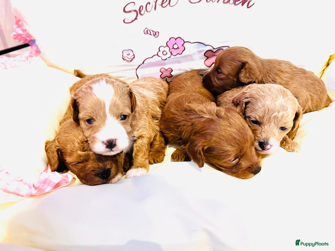Maltipoo honden te koop: MALTIPOO pups te reserveren bijna 5 weken oud - Advertentie 11