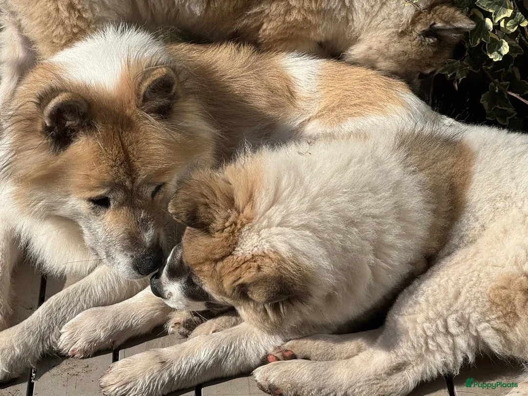 Thai Bangkaew Dog honden te koop: Thai Bangkaew pups - Advertentie 2