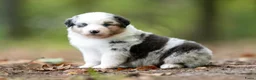 Australian Shepherd honden te koop: Australian shepherd pups - Advertentie 2