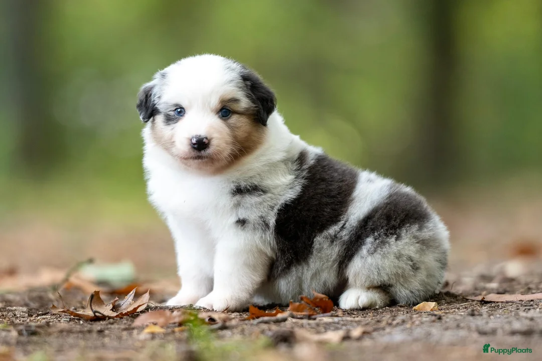 Australian Shepherd honden te koop: Australian shepherd pups - Advertentie 2