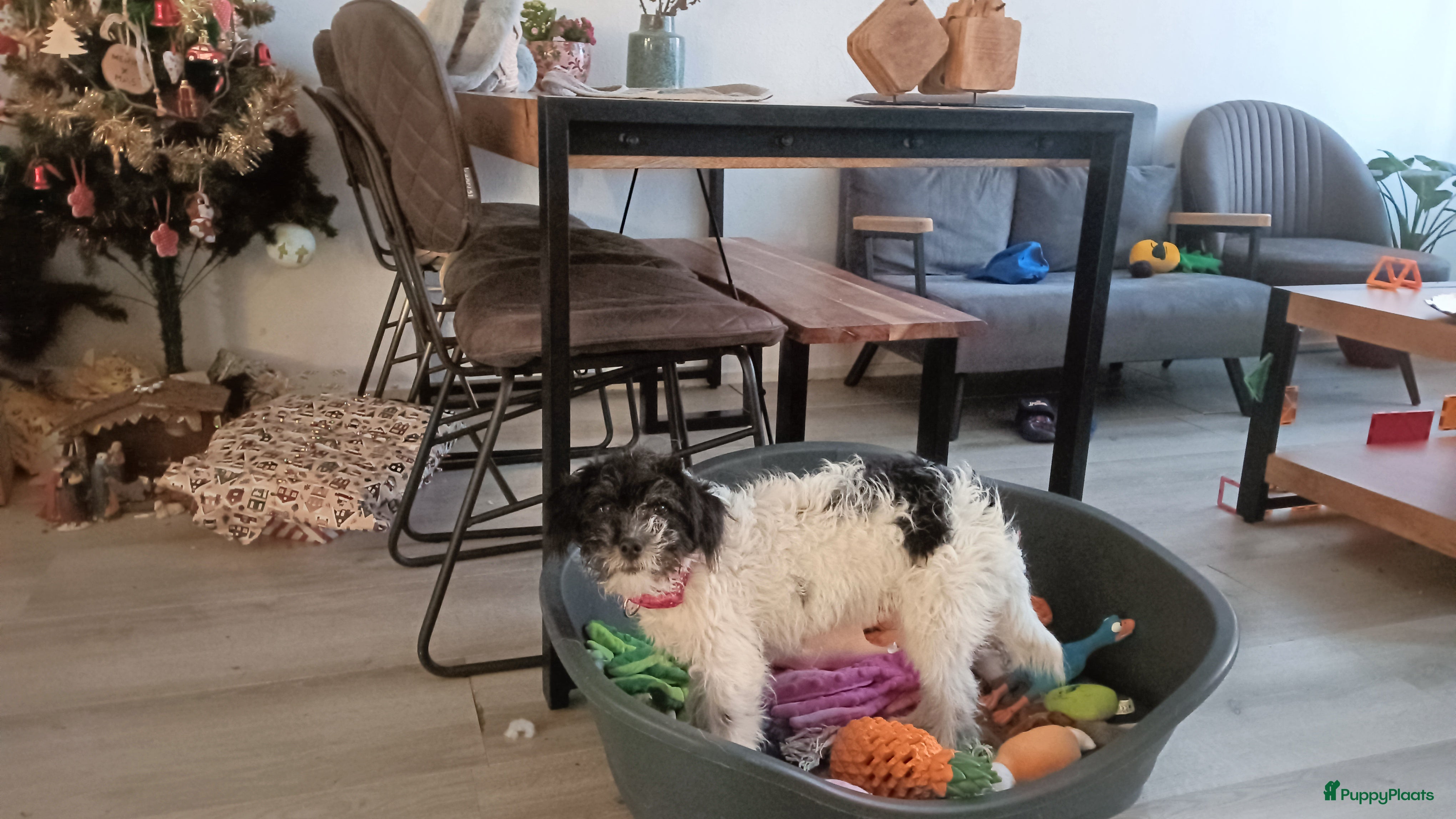 Kruising honden Maltipoo pup - Advertentie 2