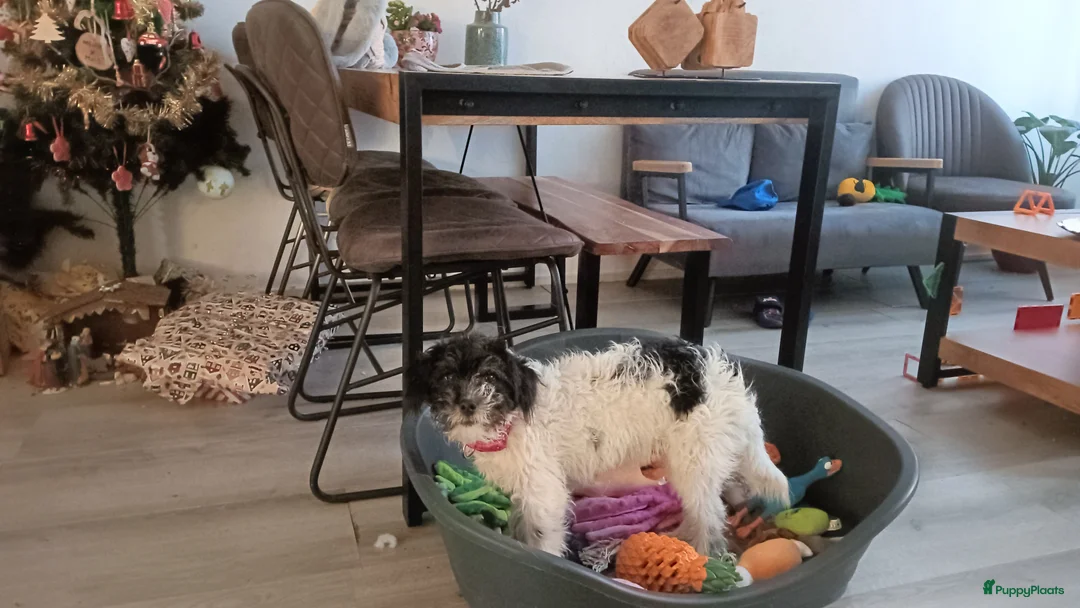 Kruising honden te koop: Maltipoo pup - Advertentie 2