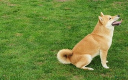 Shiba honden te koop: Shiba Inu pups (nog 1 reutjes beschikbaar) - Afbeelding 18