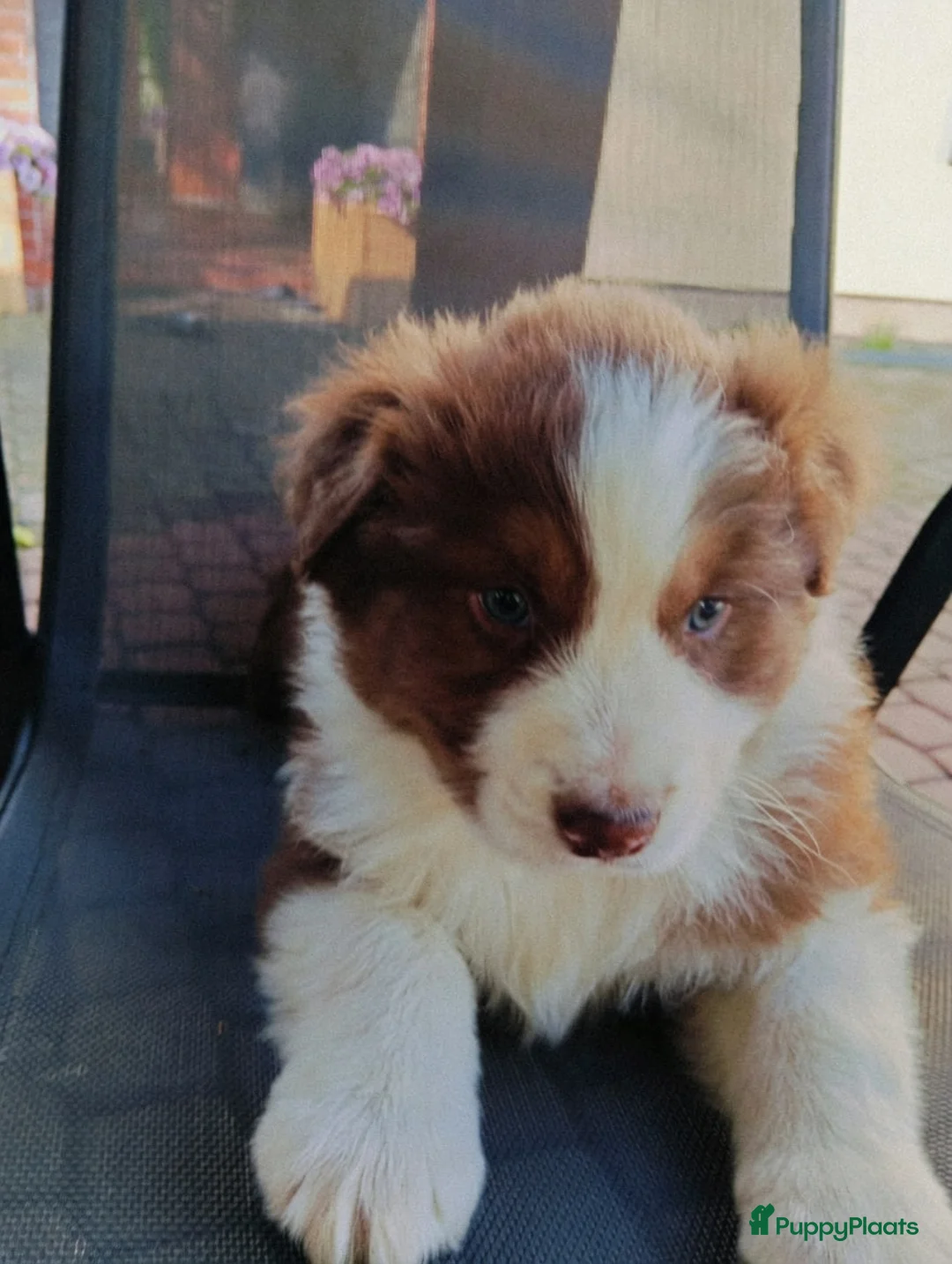Australian Shepherd honden te koop: Australian Shepherd pups - Advertentie 1