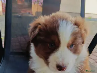 Australian Shepherd honden Australian Shepherd pups - Advertentie 1