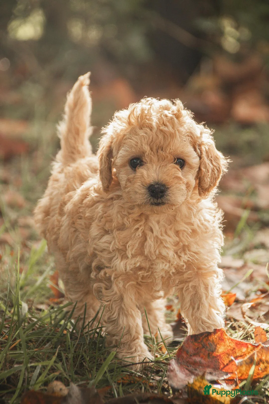 Poedel Toy honden te koop: 5 lieve Mini Toy Poedel pups zoeken een fijn thuis - Advertentie 1