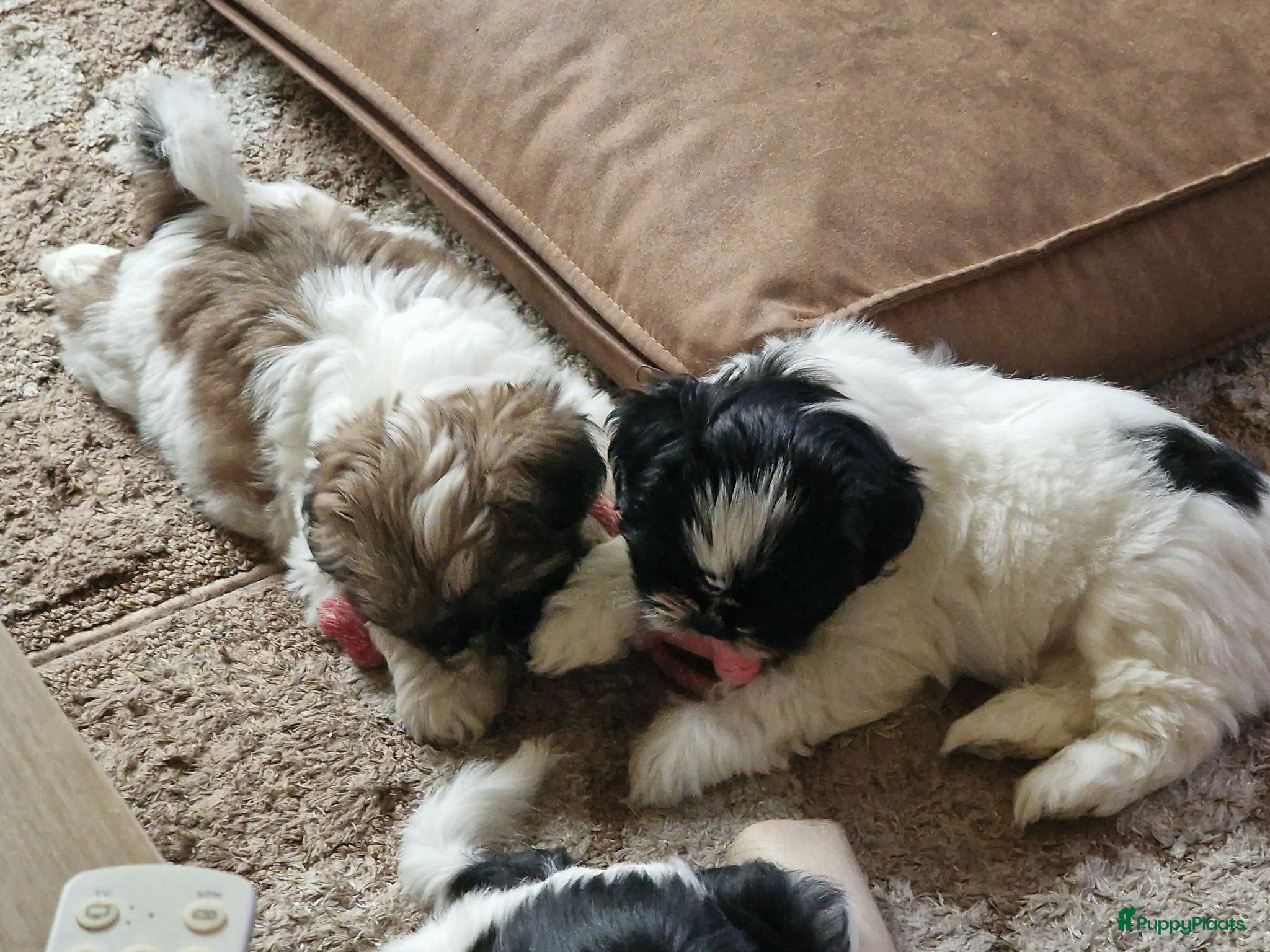 Shih Tzu honden 2  reukes pups te koop  - Advertentie 2