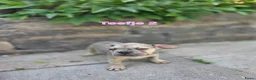 Franse Bulldog honden te koop: Mooie franse bulldog pups mogen nestje verlaten  - Advertentie 5