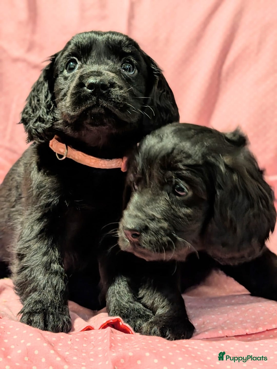 Kruising honden te koop: Kr Engelse cockerspaniel pups.Type Cockapoo - Advertentie 5
