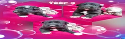 Kruising honden te koop: Uniek Borador pups van Stamboomouders F1 - Advertentie 8