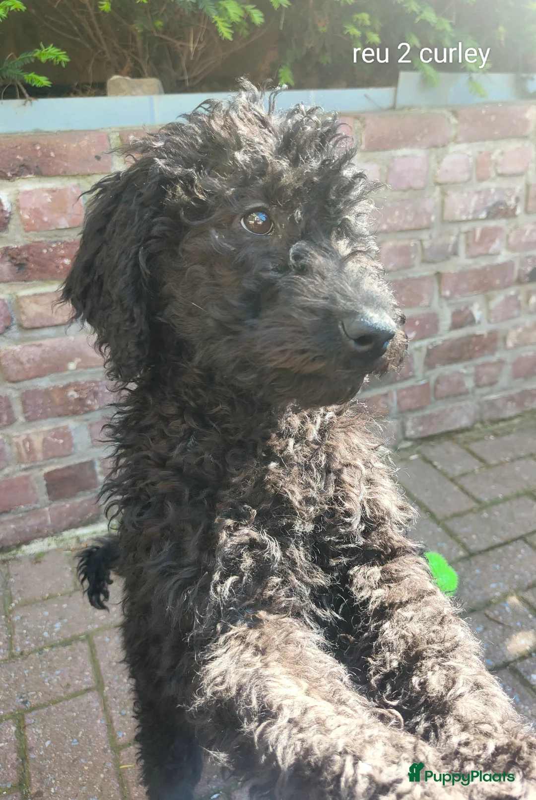 Labradoodle honden te koop: 3 prachtige zwarte f4 labradoodle pups - Advertentie 2