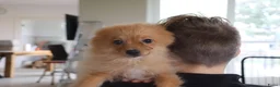 Keeshond honden te koop: Lieve Pommeriaan pups te koop - Advertentie 5