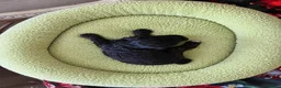 Poedel Toy honden te koop: 4 toy poedel pupjes reutjes  - Advertentie 7