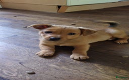 Kruising honden te koop: Jack Russell terriër kruising met pomeriaan reu in Eemnes - Afbeelding 6