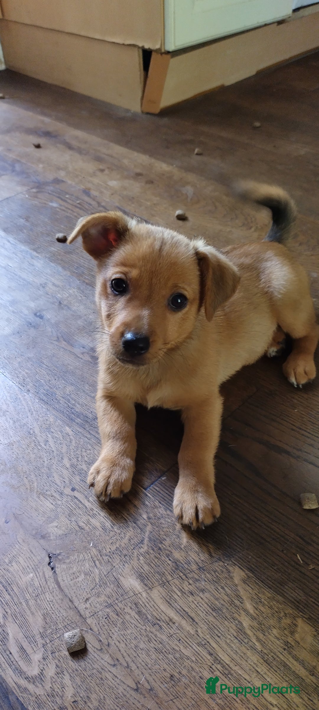 Kruising honden te koop: Jack Russell terriër kruising met pomeriaan reu in Eemnes - Afbeelding 6