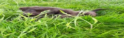 Kruising honden te koop: Kruising pup Bencie!! - Advertentie 6