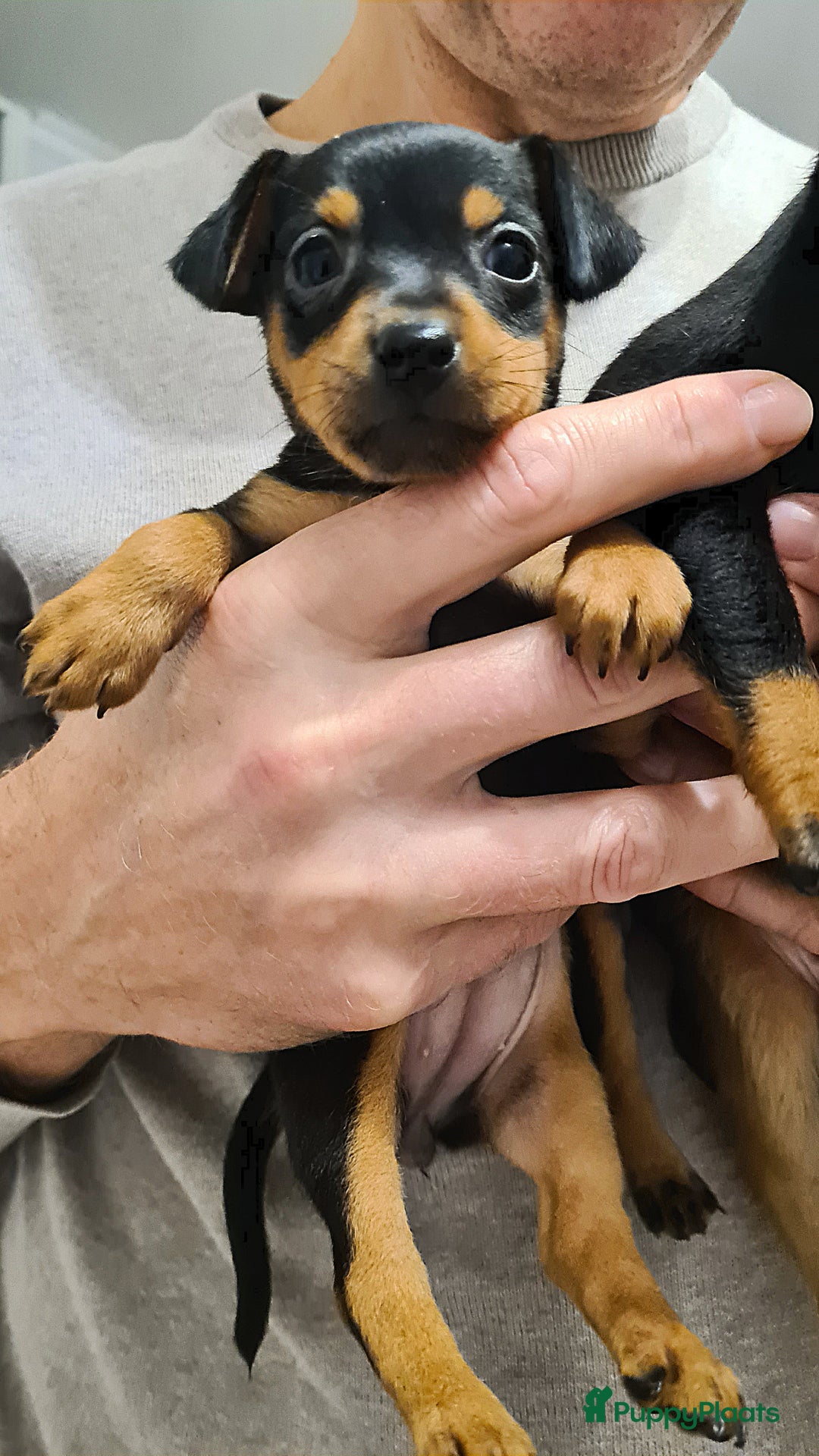 Praagse Rattler honden te koop: 100% Praagse Rattler Krysarik raszuivere puppy's  - Advertentie 4